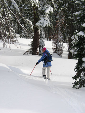 Image of traveling in open area just before entering dense trees