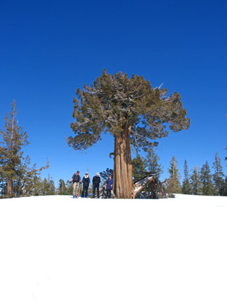 Image of Broccoli Tree