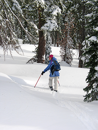 Image of skier in open area before entering dense trees.