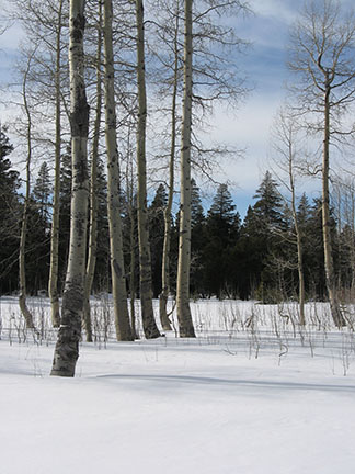 Image of aspen meadow