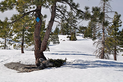 Image of lightly wooded terrain