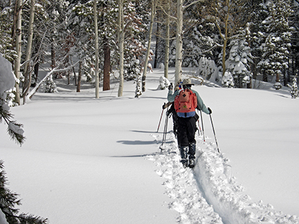 Image of skiers heading into woods around near meadow