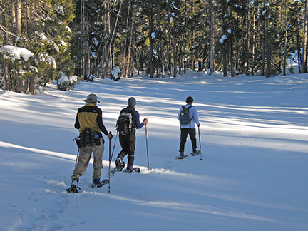 Image of dense timber surrounding small clearing