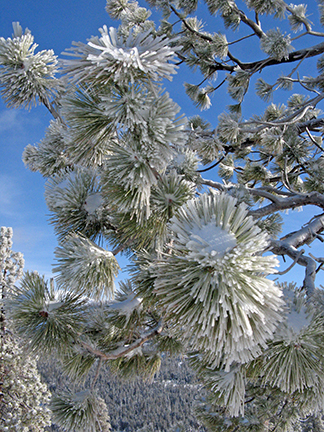 Image of ice on pine needles