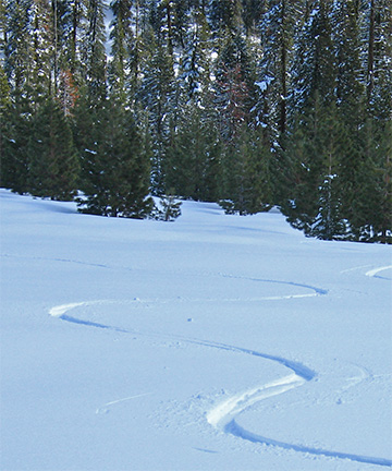 Image of carved turns