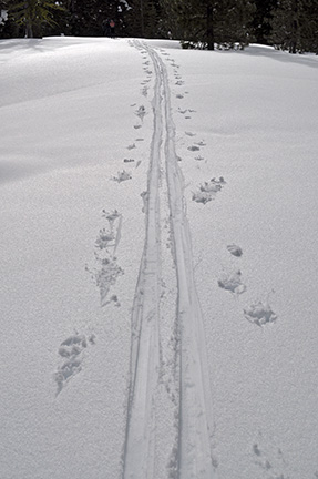 Image of ski tracks