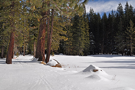 Image of Aspen Meadow