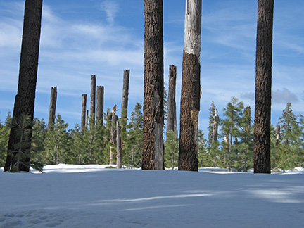 Image of decapitated trees